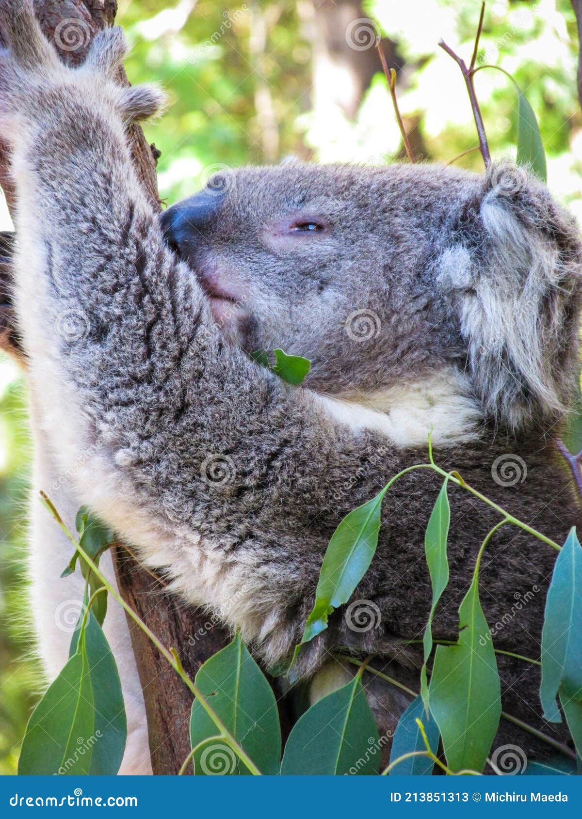Koala is Chilling on Eucalyptus Stock Image - Image mascot, climber: 213851313