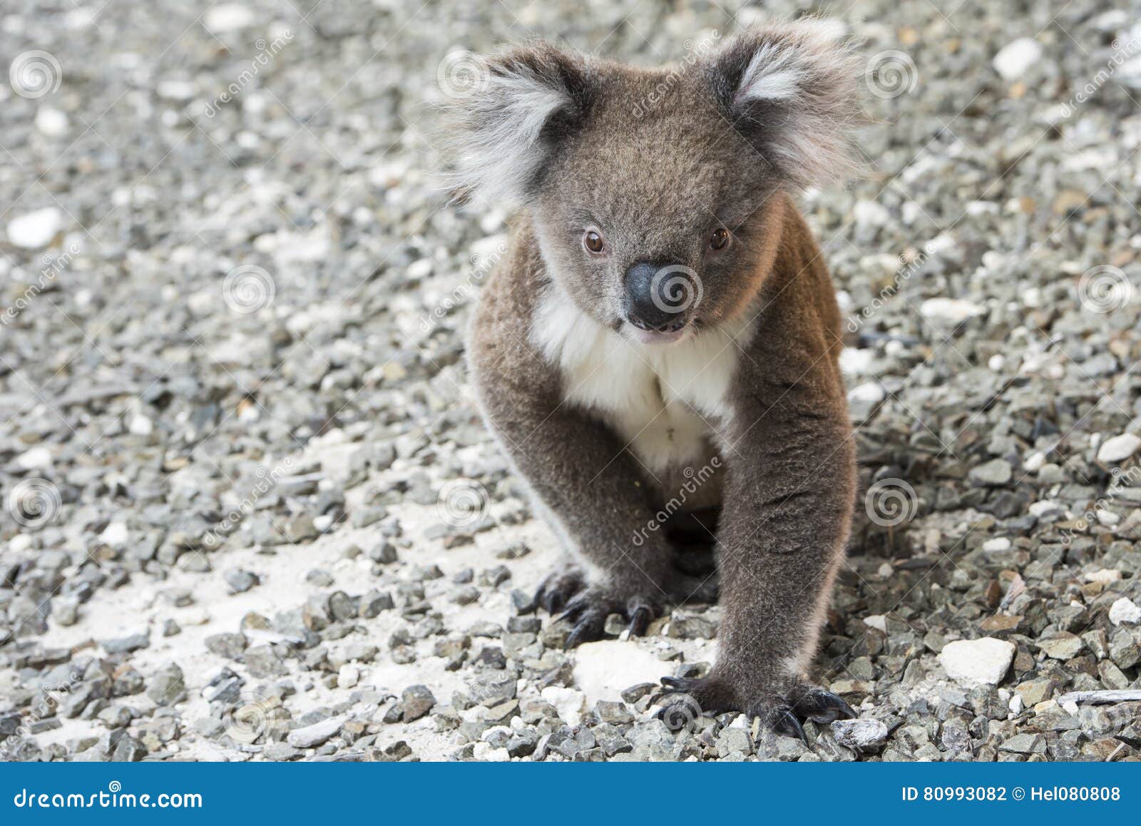 koala, kangaroo island, australia
