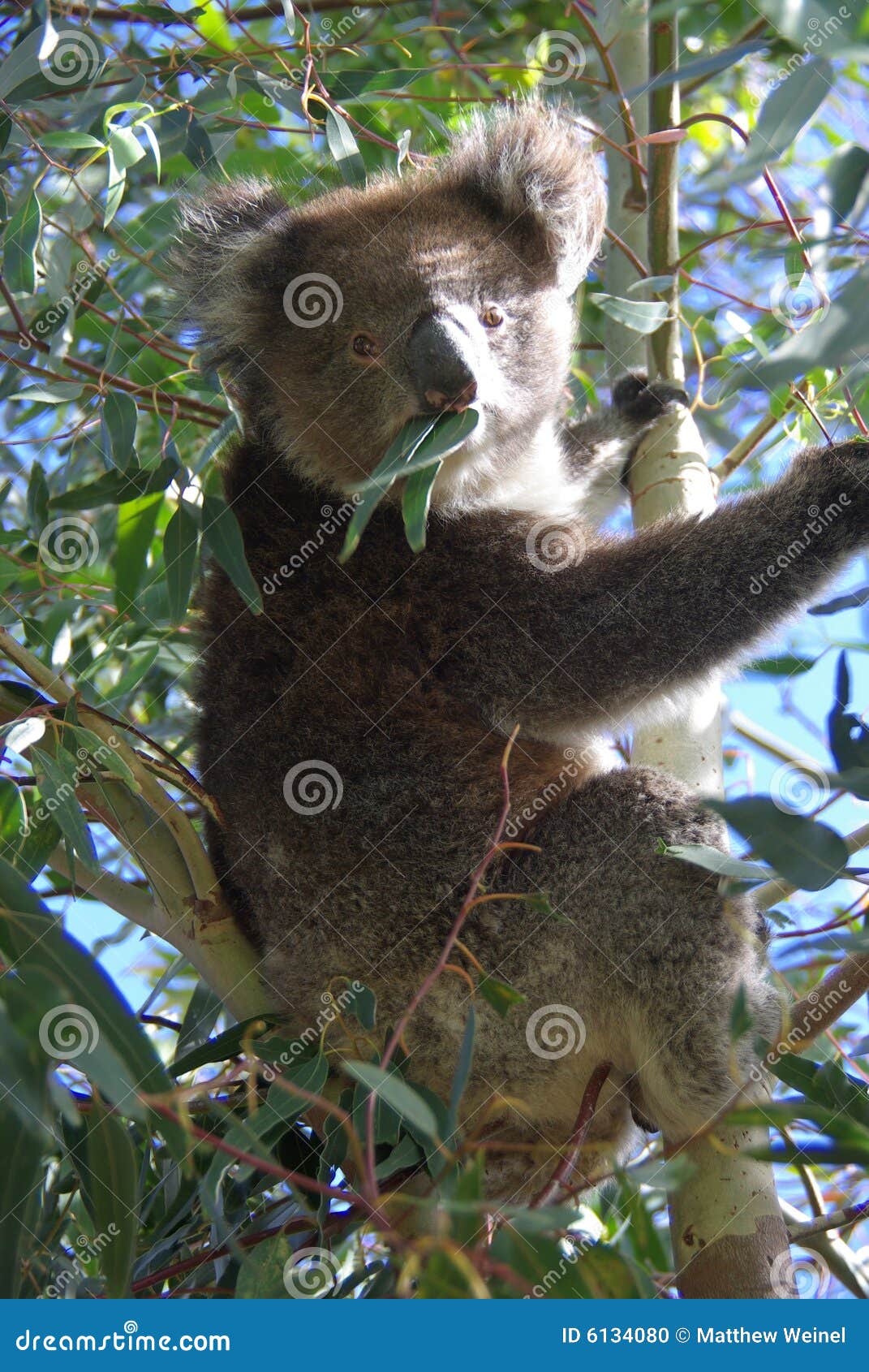 Koala Eating Eucalyptus stock photo. Image of park, leaves 6134080