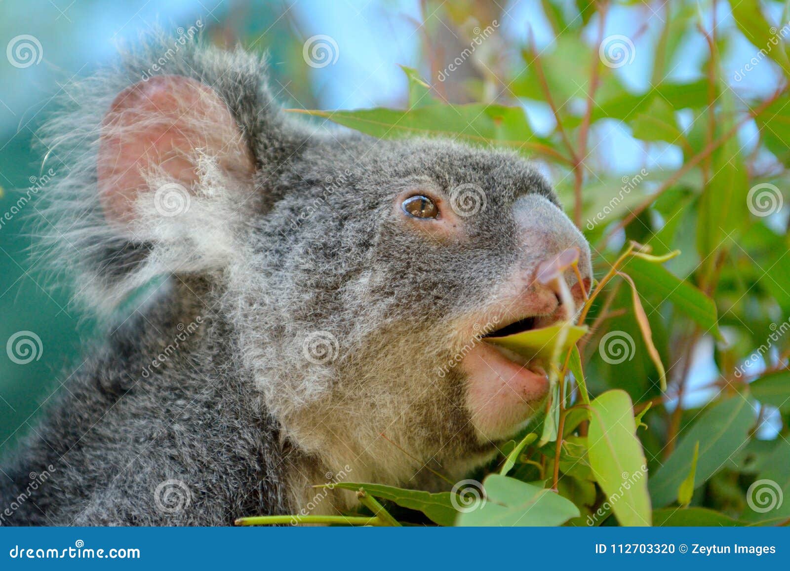 Koala Eating Eucalyptus Leaf Stock Photo Image of cuddly, grey 112703320