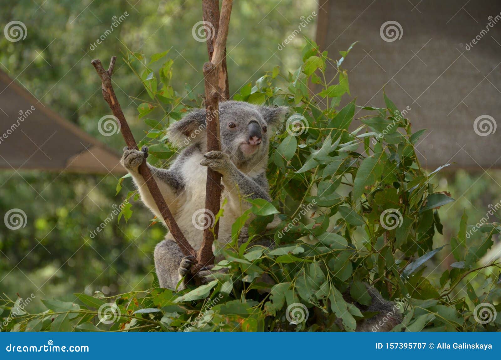 Koala on the Eucalyptus Tree in Australia Stock Image Image of travel