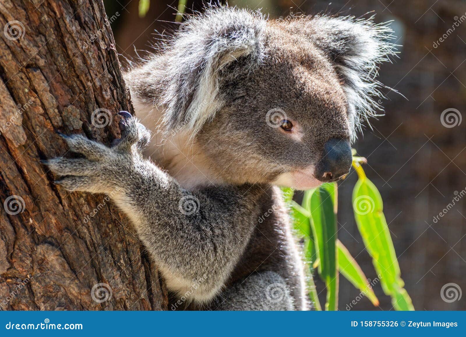 Koala on eucalyptus tree stock photo. Image of grey 158755326