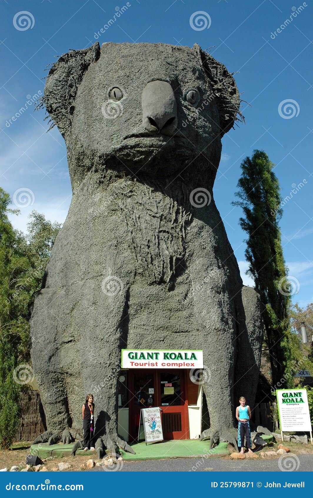 Koala gigante. foto editorial. Imagen de coala, frente 25799871