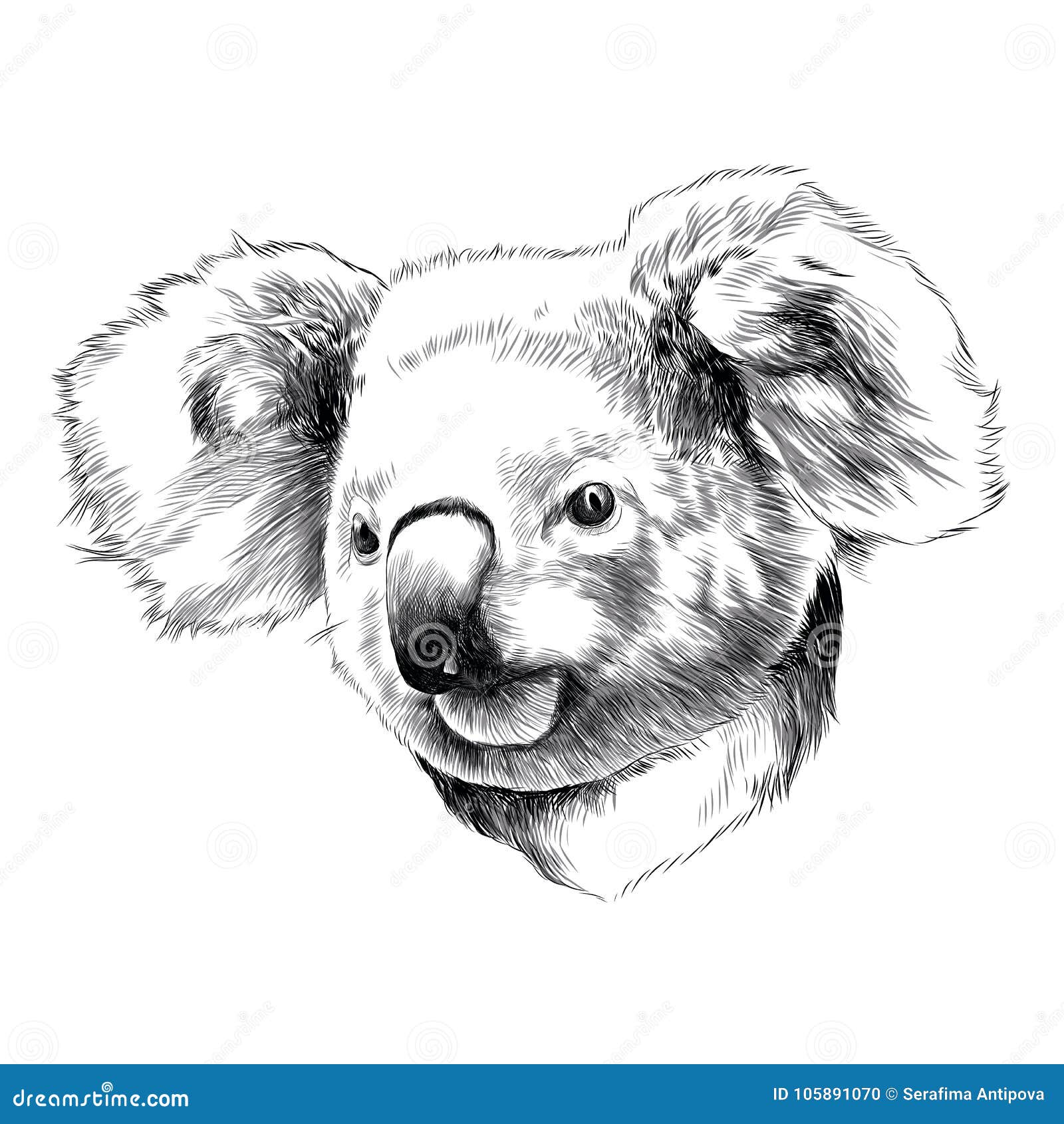 Koala head stock vector. Illustration of mammal, drawing 105891070
