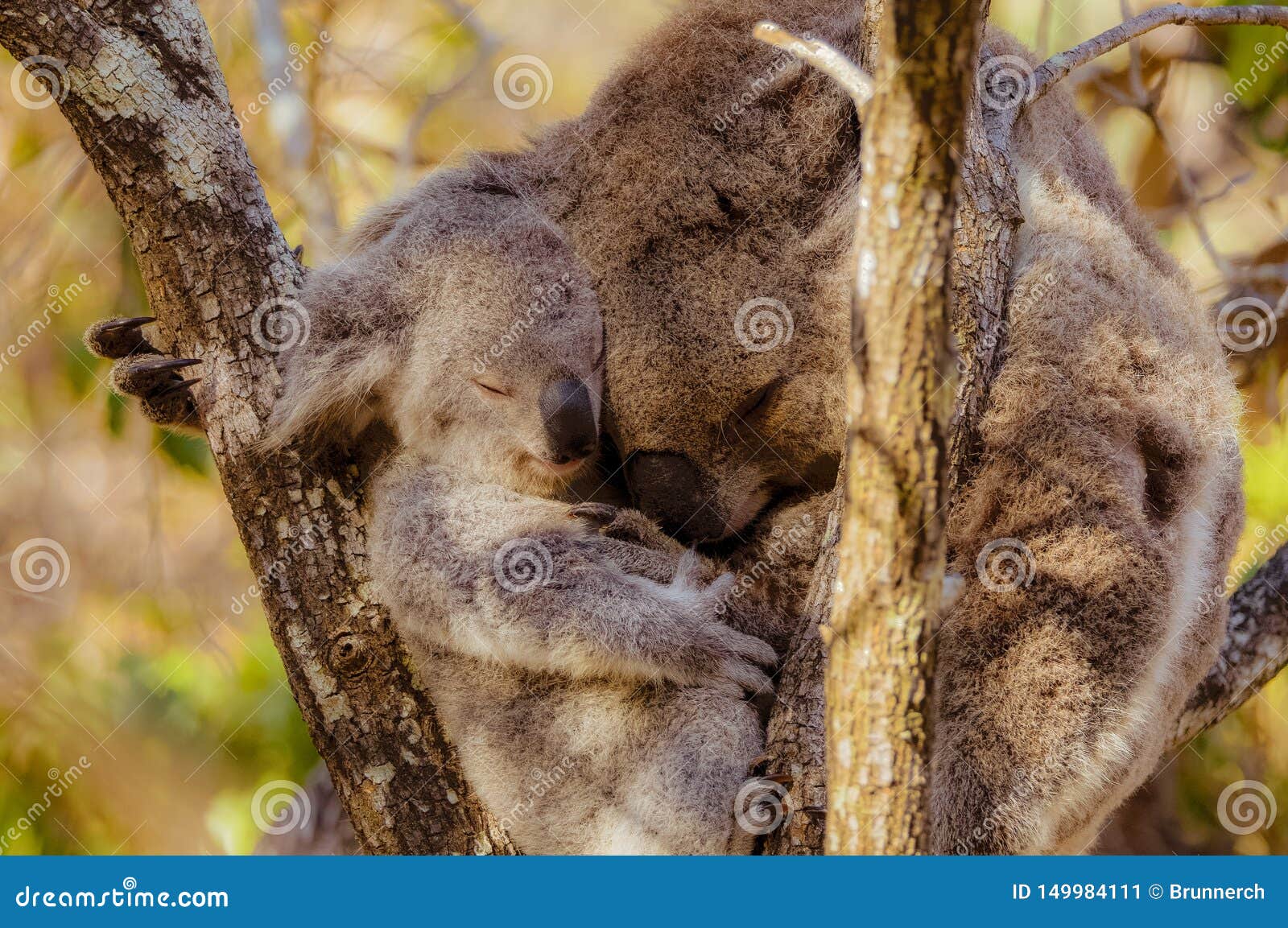 Koala Mother Carrying Joey On Her Back Royalty-Free Stock Photography ...
