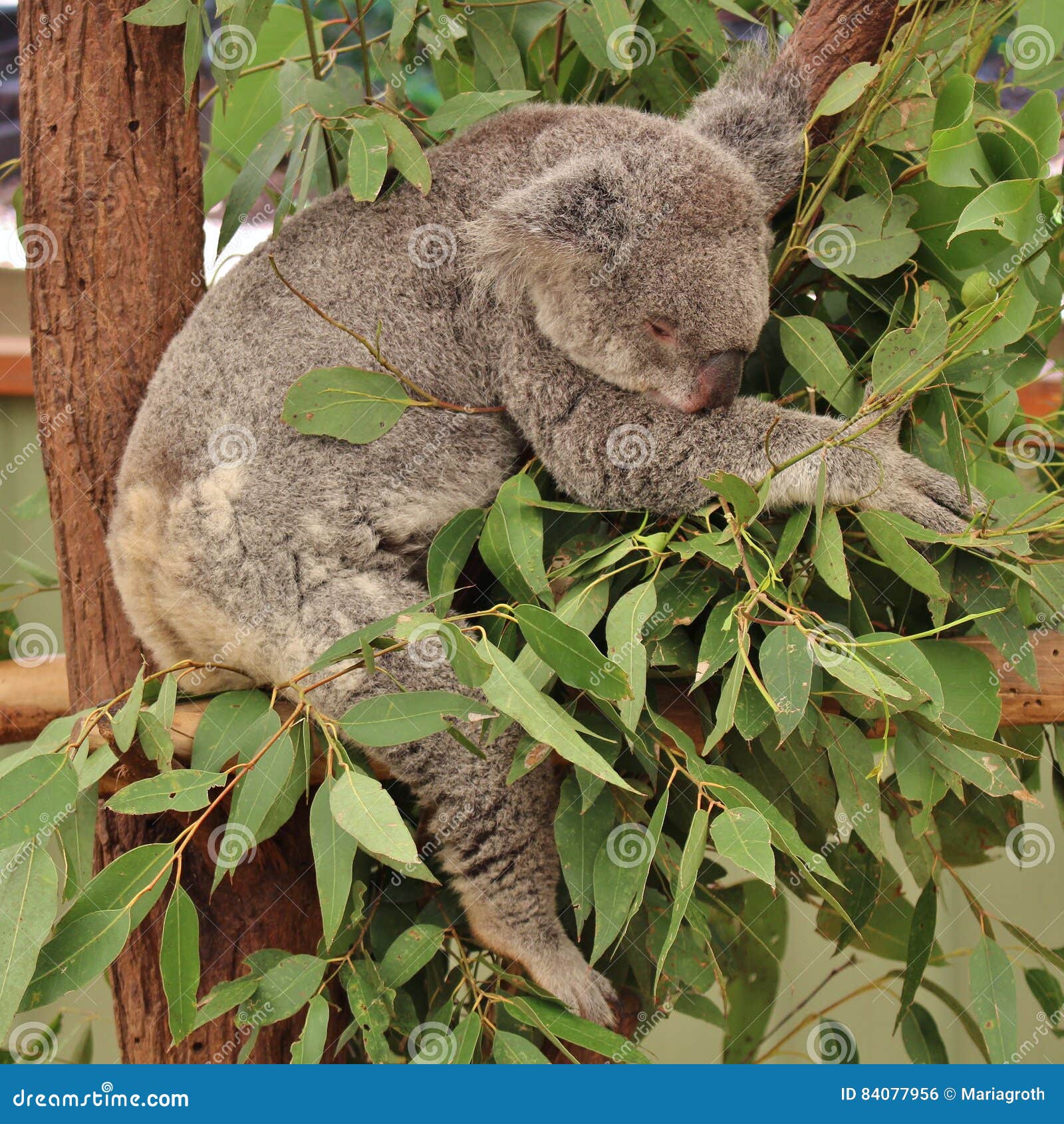 Koala Stock Photo Image Of Famous Fingerprint Balls Koala Stock Photo Image Of Famous Fingerprint Balls