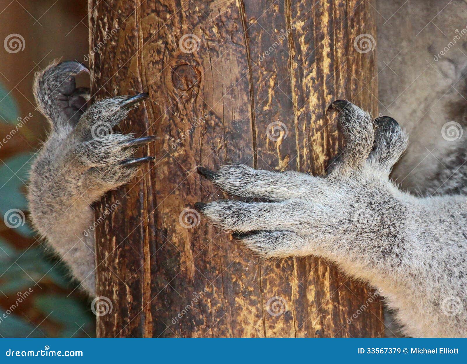 Koala Photos - Free & Stock Photos from Dreamstime