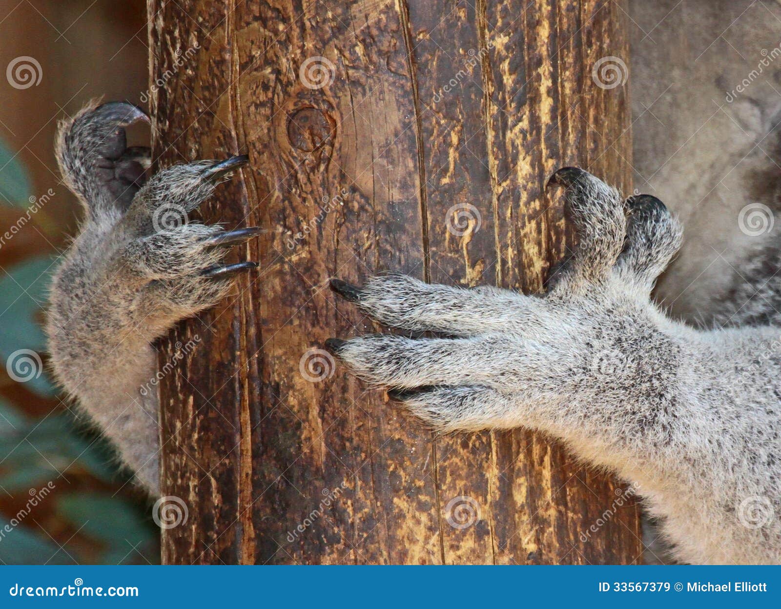 Koala Paws stock image. Image of branches, claws, claw - 33567379