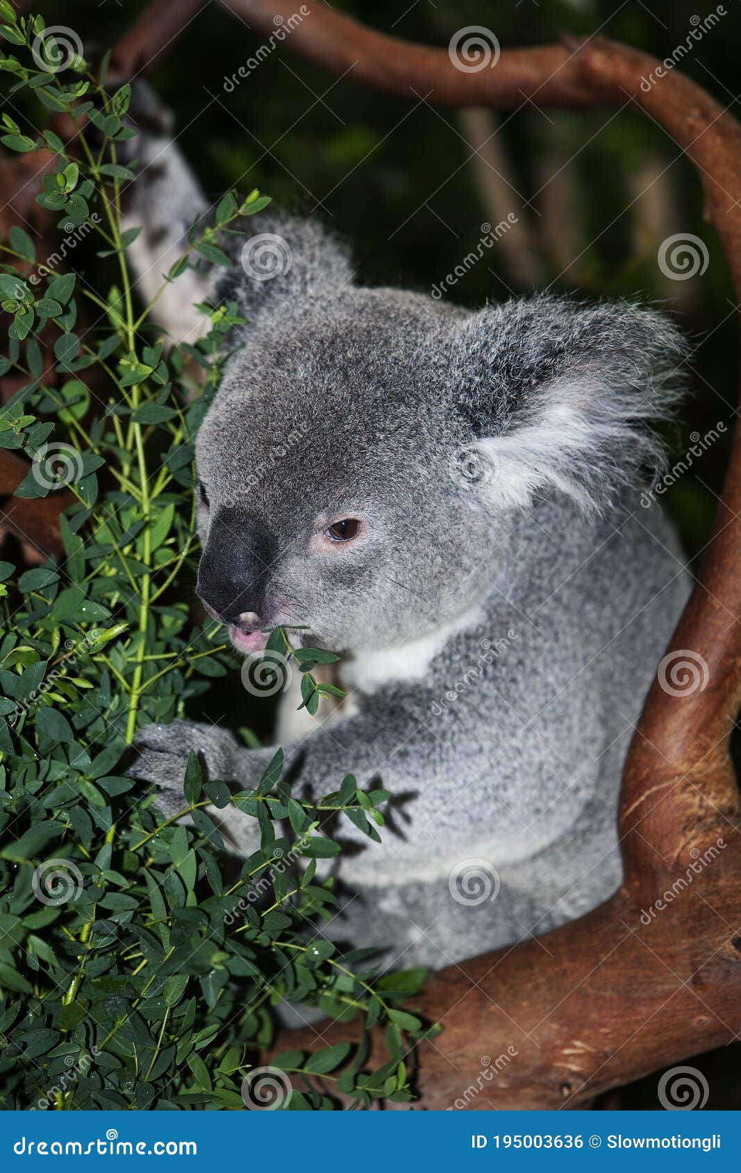 Koala Phascolarctos Cinereus Hojas De Eucalipto Macho Foto de archivo