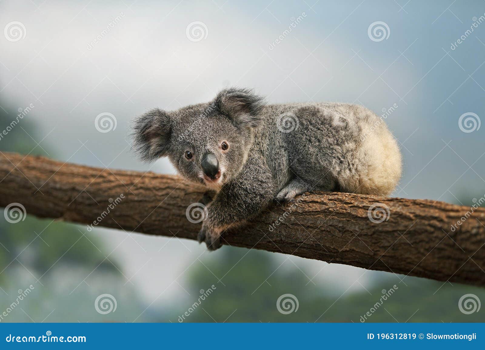 Koala, Phascolarctos Cinereus, Young Laying on Branch Stock Image Image of cinereus, full