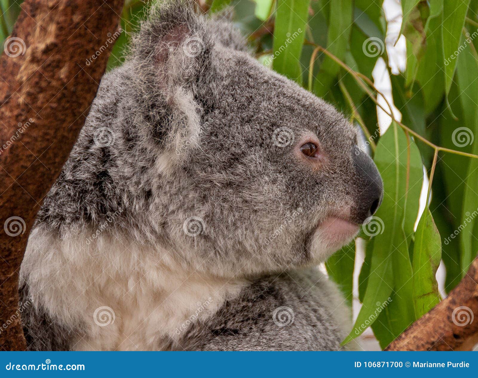 Australian Zoo Sees the Birth of a Rare White Koala