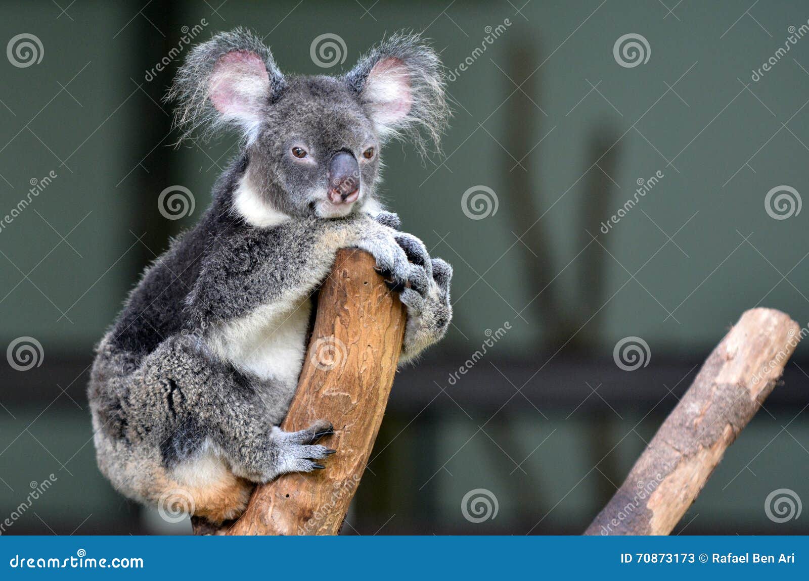 koala sit on a tree looks at the camera