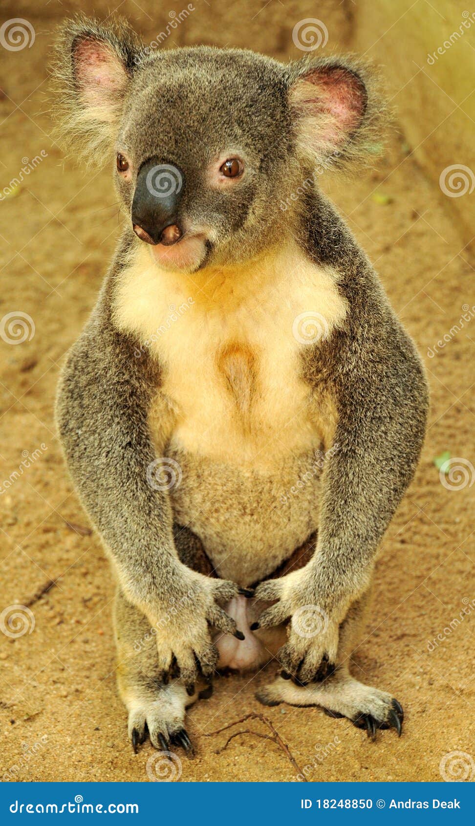 Koala is Sitting on the Ground Stock Photo Image of sanctuary, grey