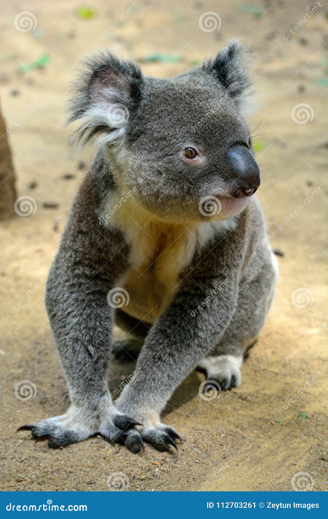 Koala Sitting on the Ground Stock Image Image of looking, marsupial