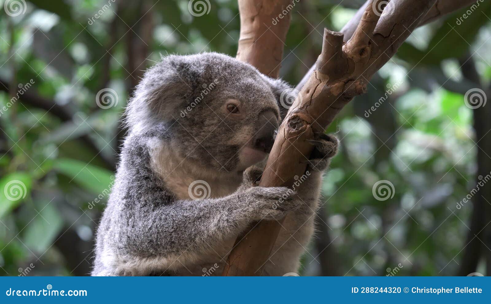 Koala, Sitting in a Tree, Facing the Camera at Blackbutt Nature Reserve