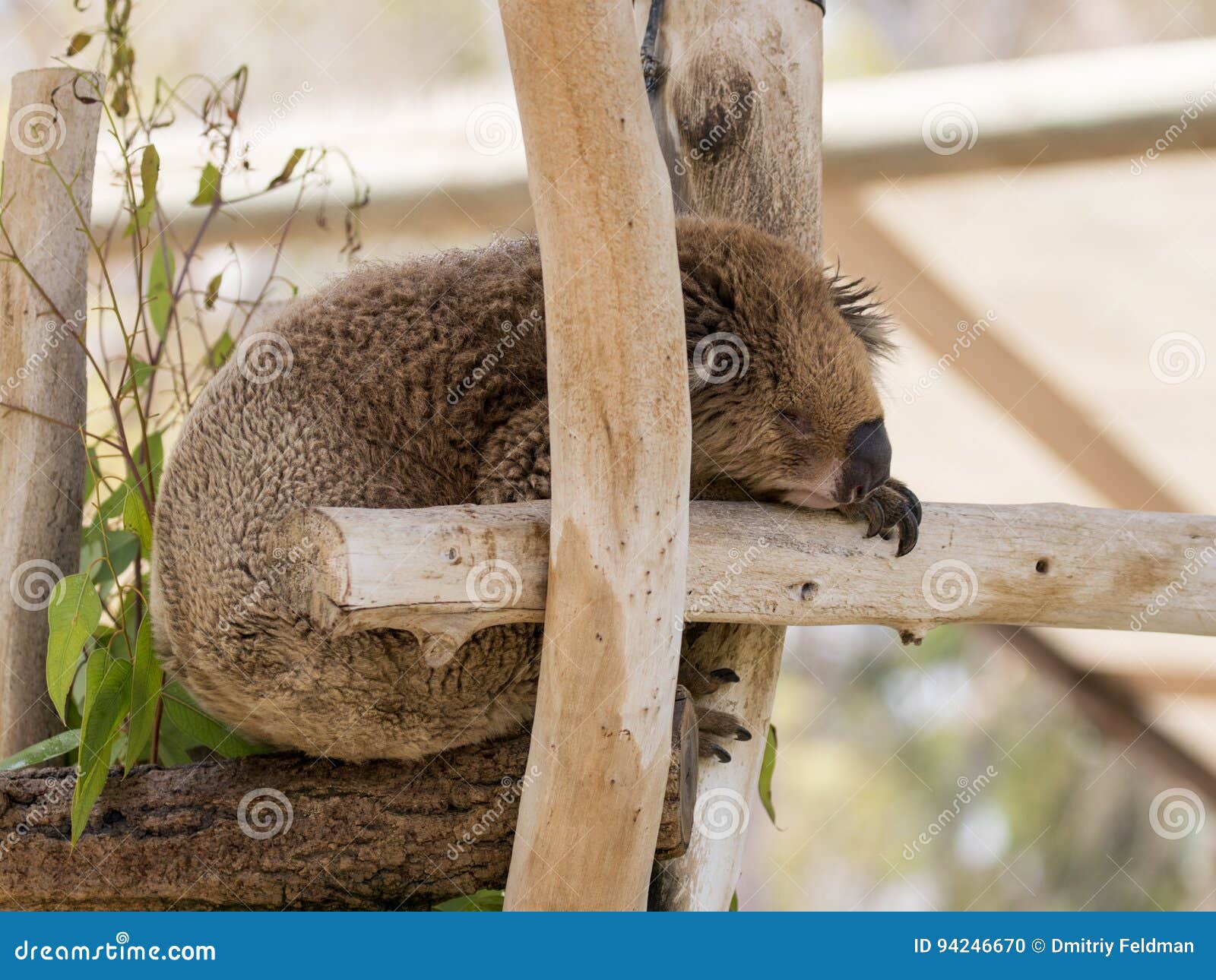 koala sleeps on felled trees in gan guru kangaroo park in kibutz nir david, israel