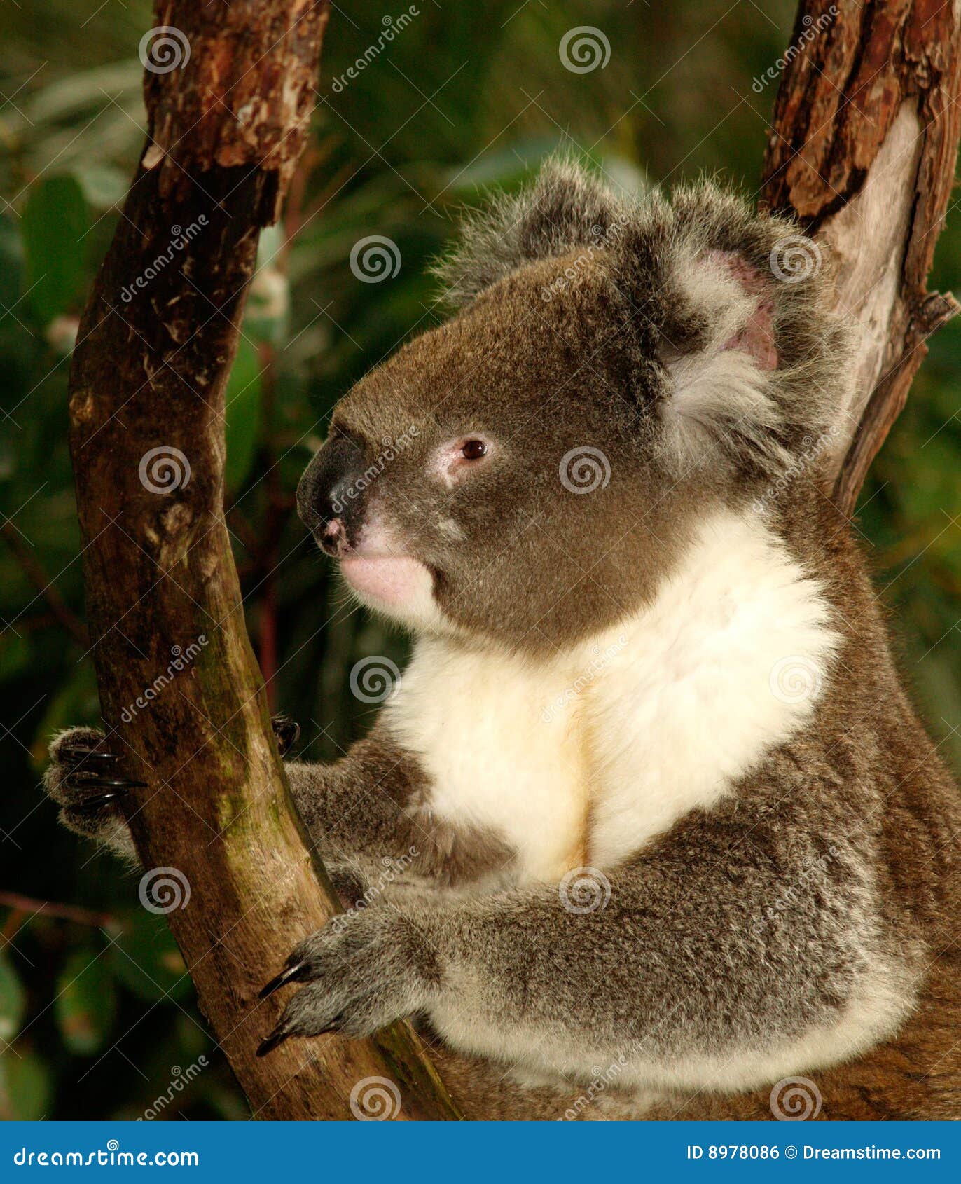 Koala in Tree stock photo. Image of resting, gray, down 8978086