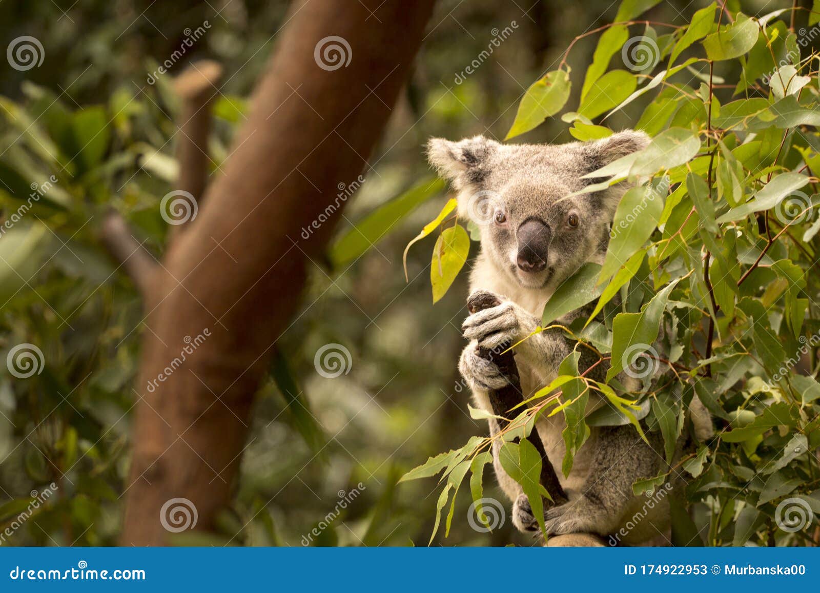 Koala on a tree, Australia stock image. Image of wildlife 174922953