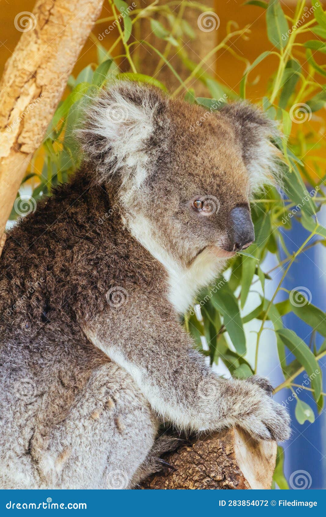 Koala in a Tree in Australia Stock Photo Image of branch, nature