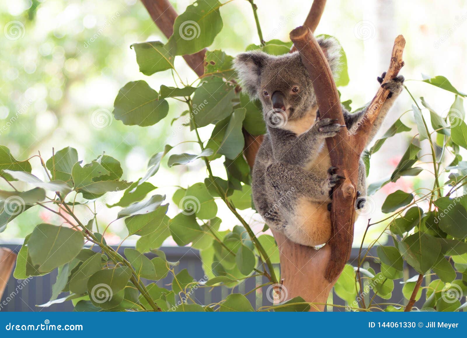 Koala in a Tree, in Australia Stock Photo Image of australian, cuddly