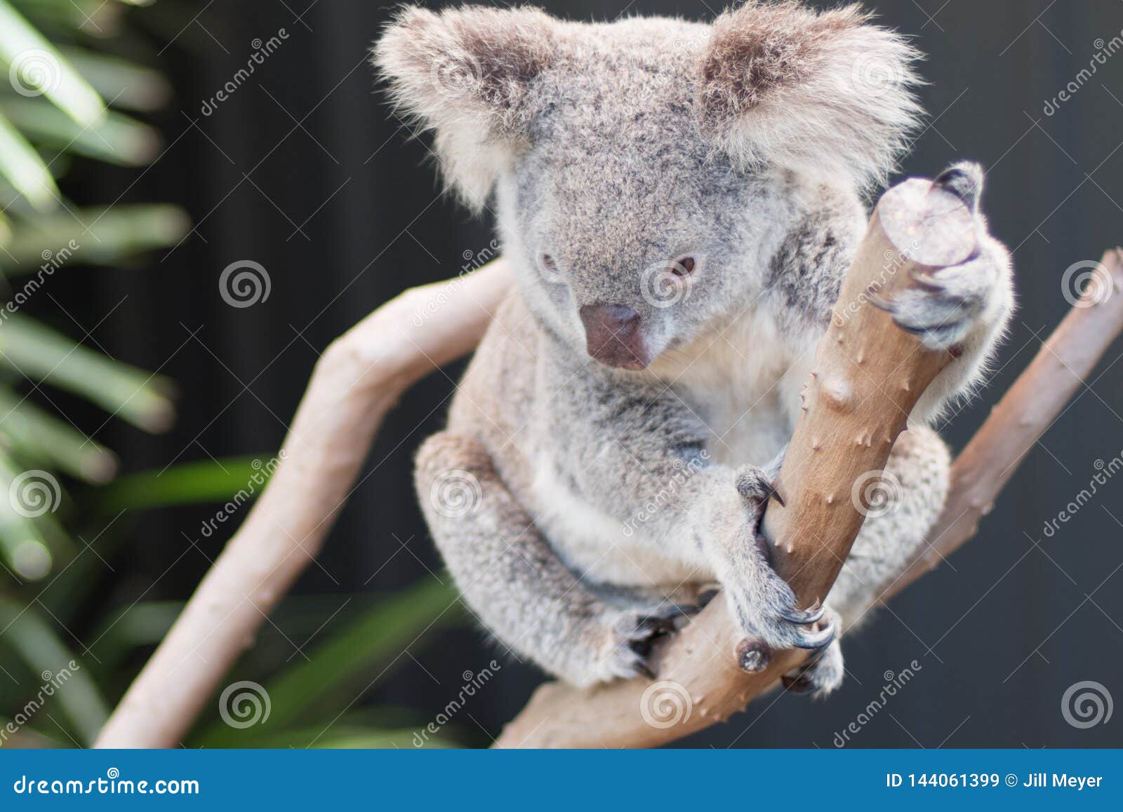 Koala On Gum Tree, Raymond Island, Gippsland Lakes RoyaltyFree Stock