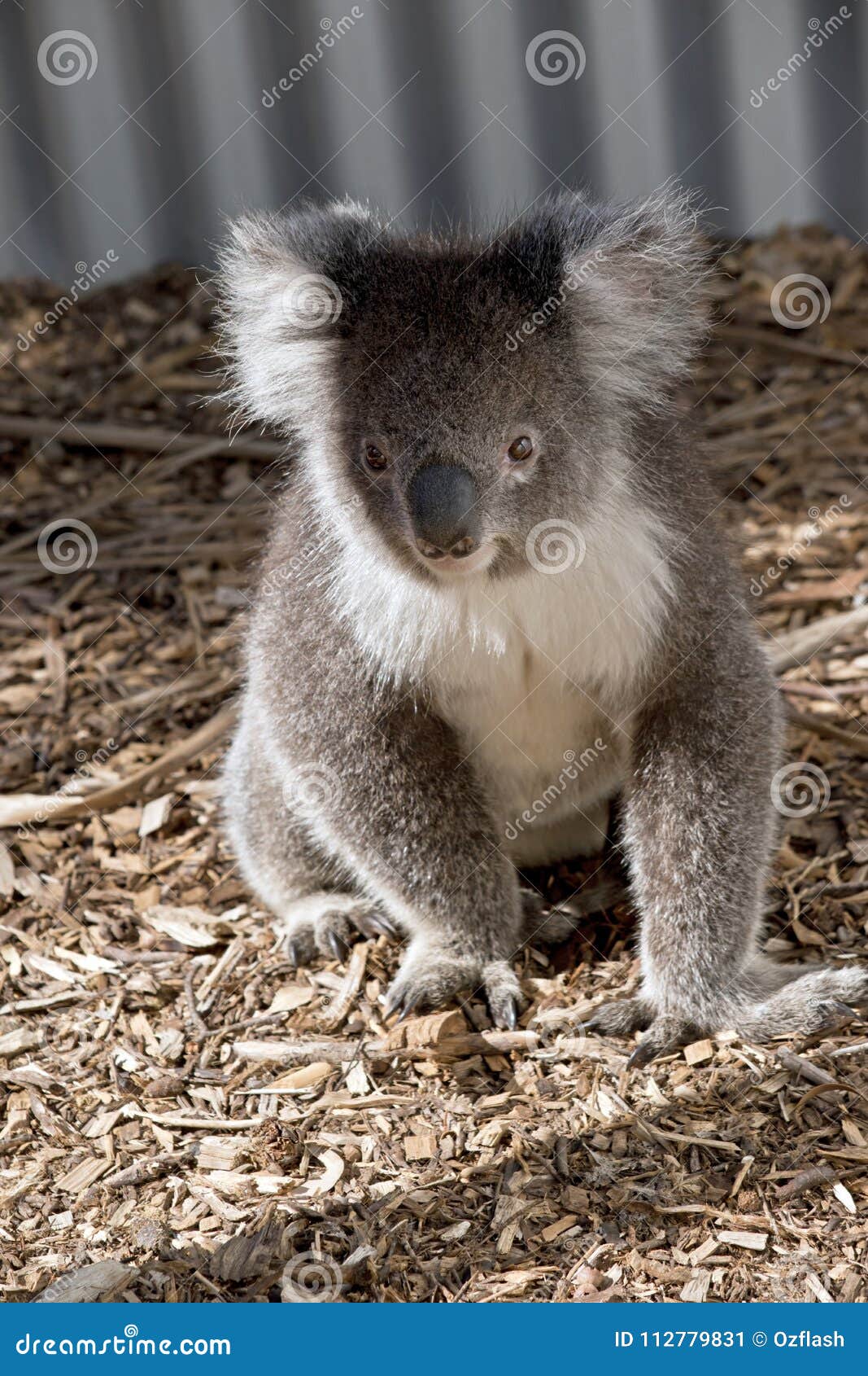 Koala on ground stock image. Image of marsupial, eyes 112779831