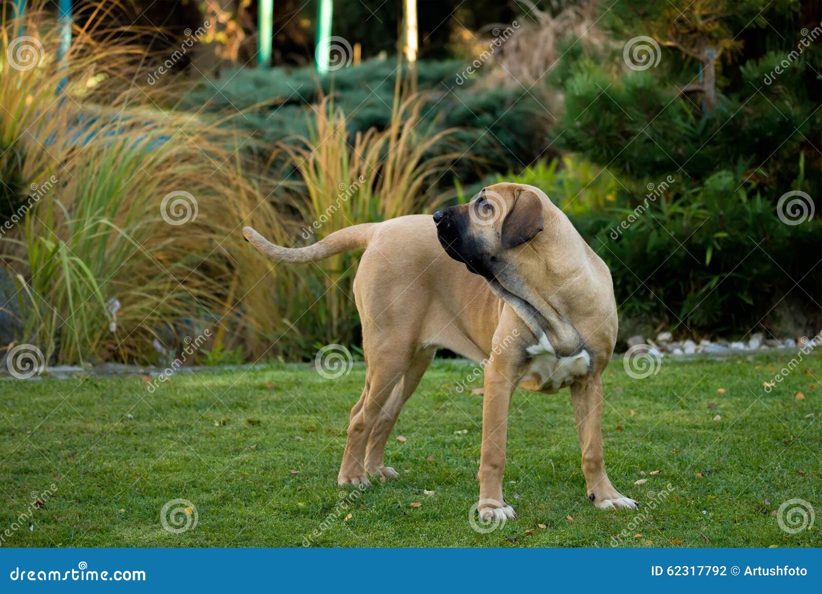 Kobieta Fila Brasileiro (Brazylijski Mastif) Zdjęcie Stock - Obraz złożonej  z natura, ampuła: 62317792