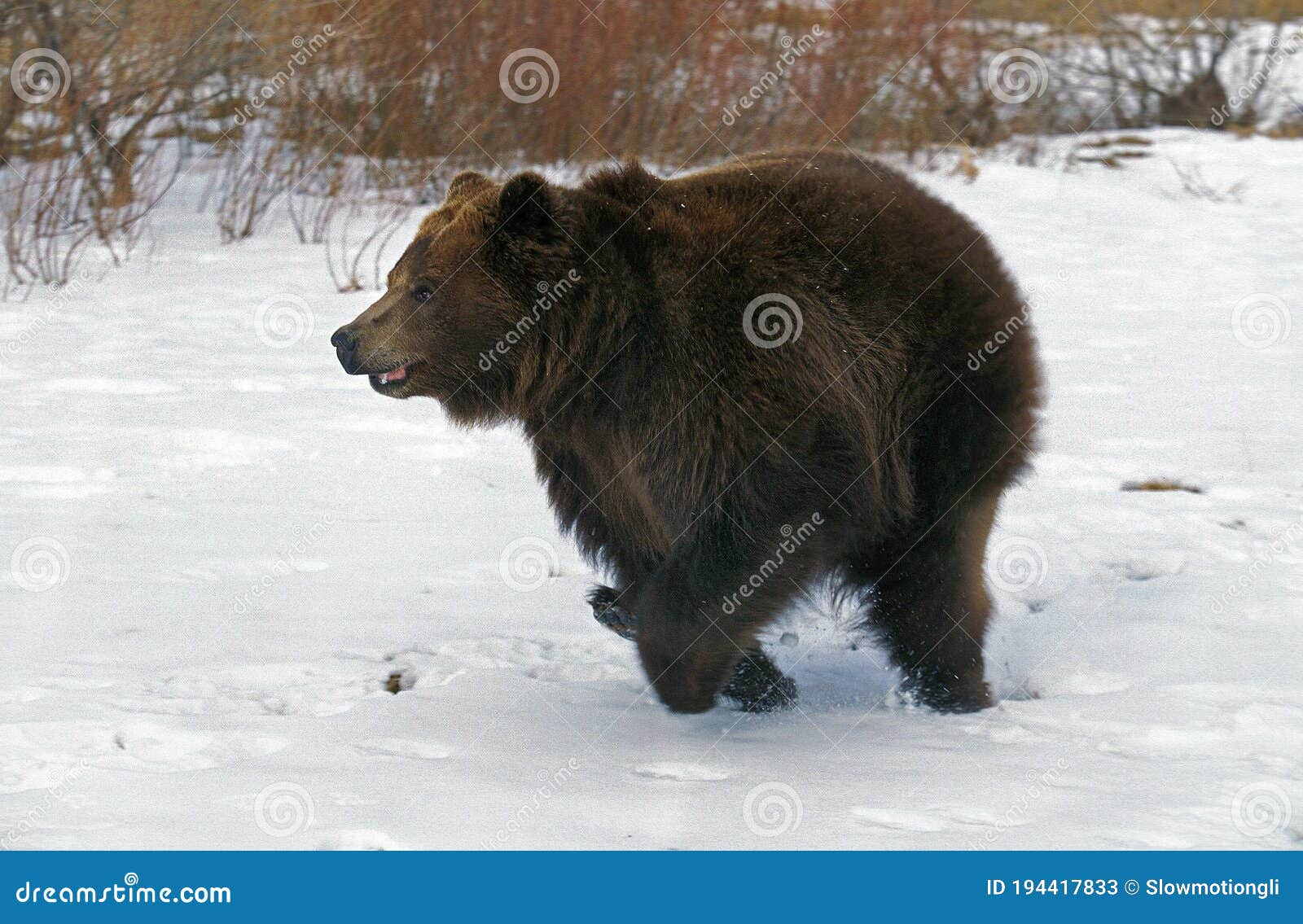 KODIAK BEAR Ursus Arctos Middendorffi, ADULT RUNNING on SNOW, ALASKA