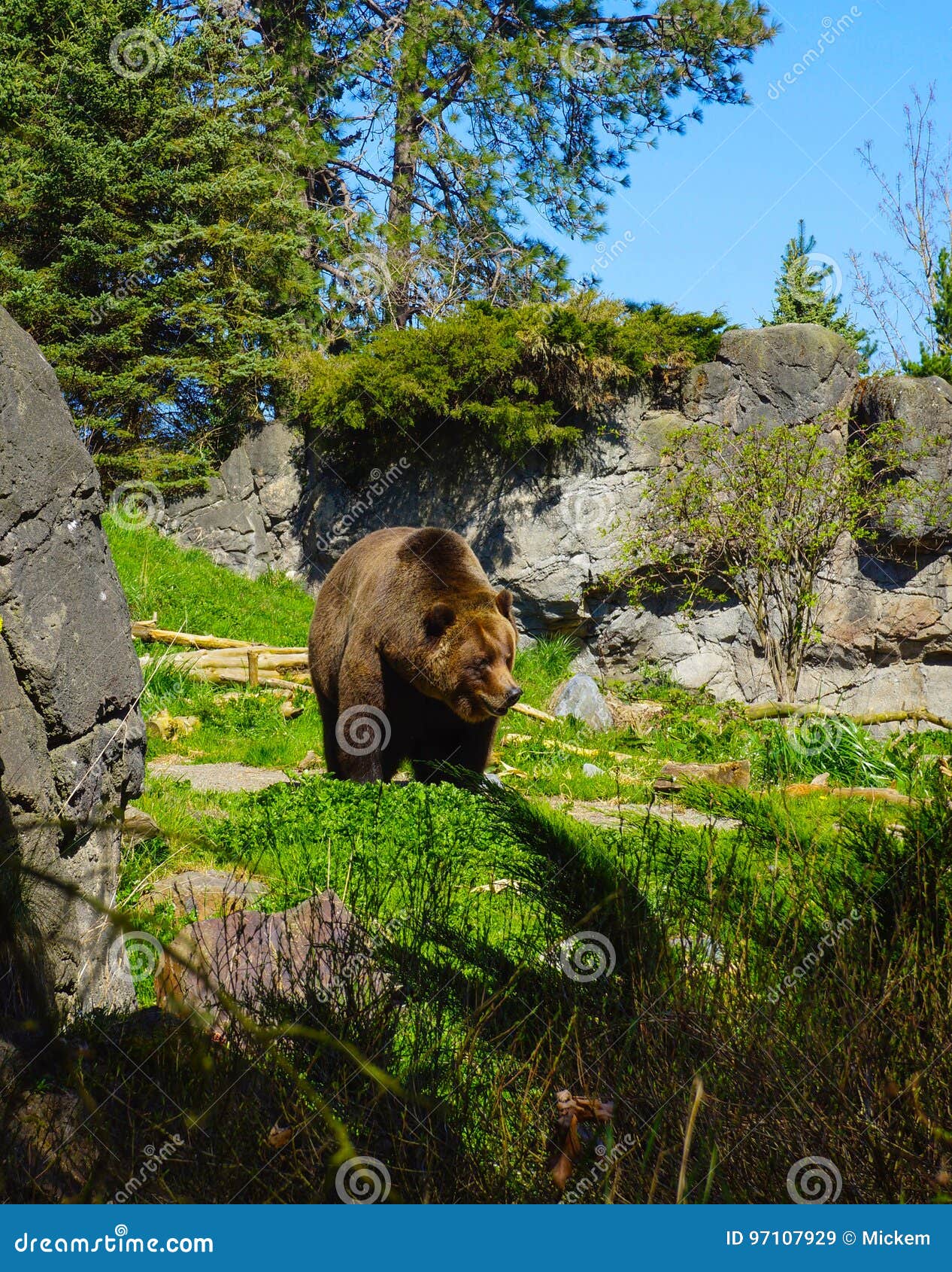 kodiak brown bear