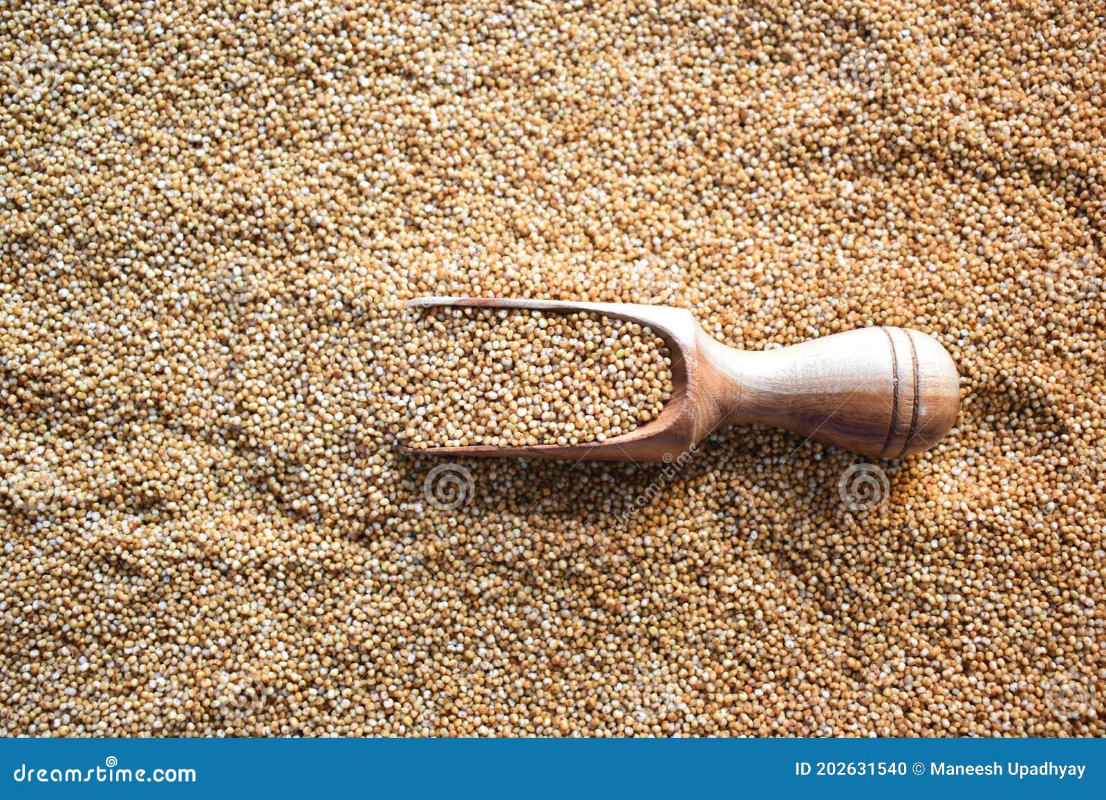 Kodo millet grain stock photo. Image of heap, meal, food 202631540