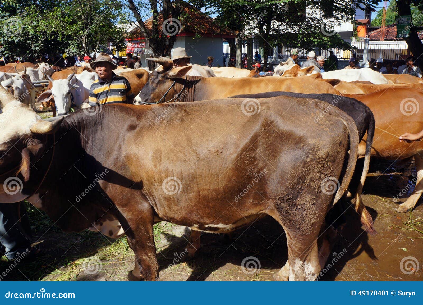 Koeien. De landbouwer verkoopt zijn koe in de dierlijke markt in Klaten, Centraal Java, Indonesië