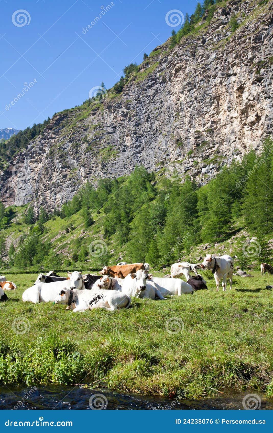 Koeien en Italiaanse Alpen. Italiaanse koeien tijdens een zonnige dag dicht bij Susa, Piemonte, Italiaanse Alpen