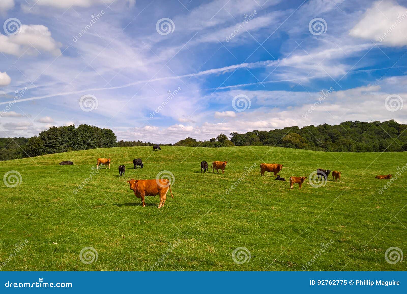 Koeien en kalveren op gebied. Koeien en kalveren op een groen gebied op een zonnige dag