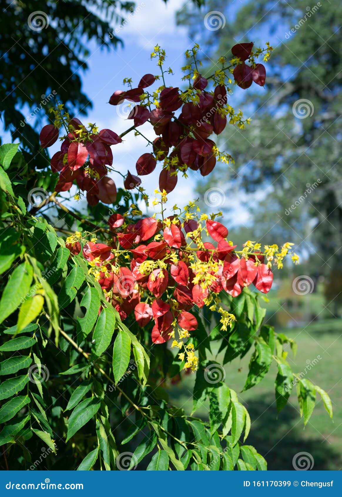 Koelreuteria Paniculata Tree  In Fall  Stock Image Image 
