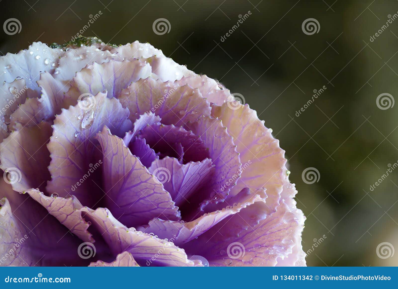 Kohl Blume Mit Wasser Tropfen Detail Makrophotographie Stockfoto Bild Von Wasser Blume