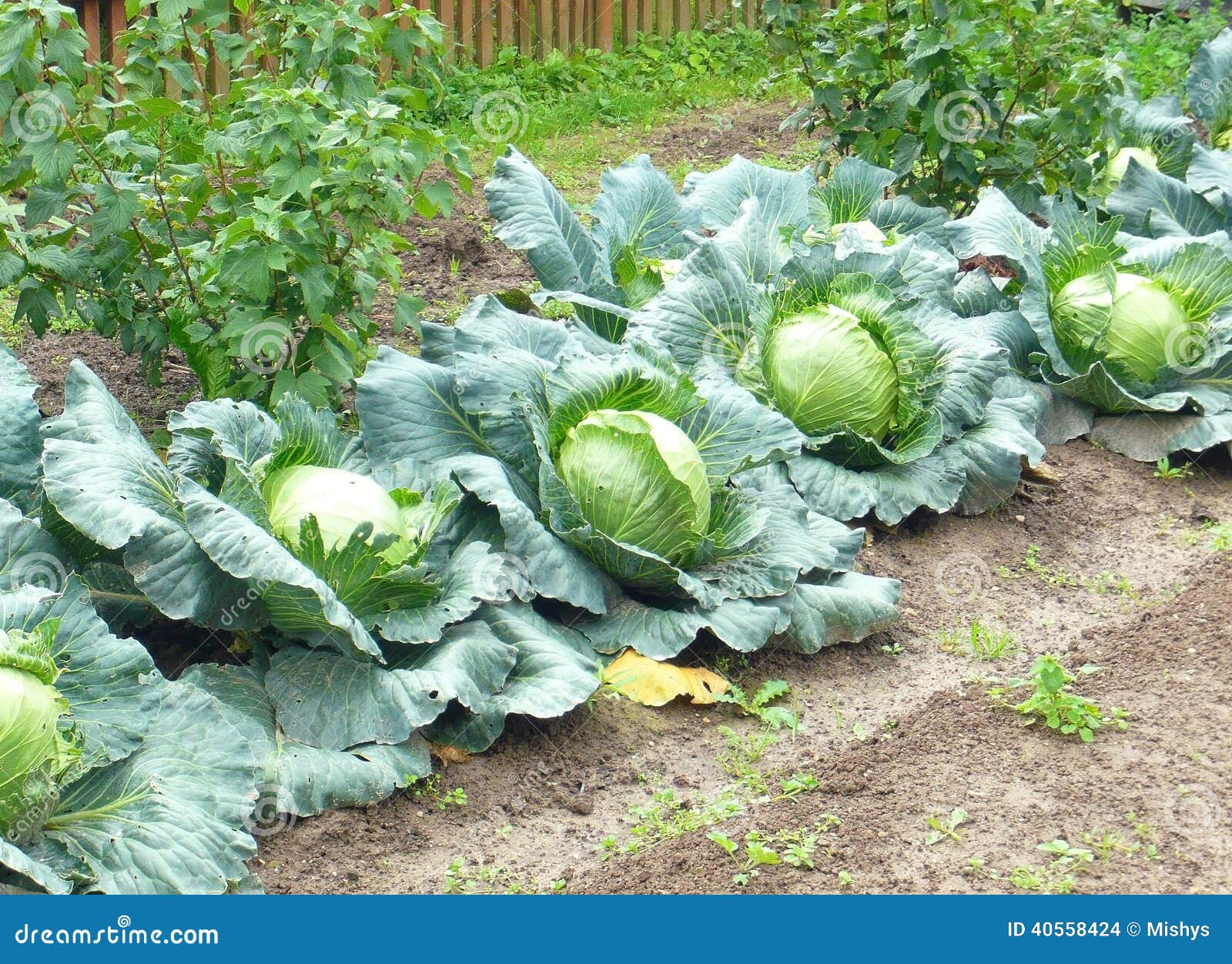 Kohl im Garten stockfoto. Bild von organisch, betriebe 40558424