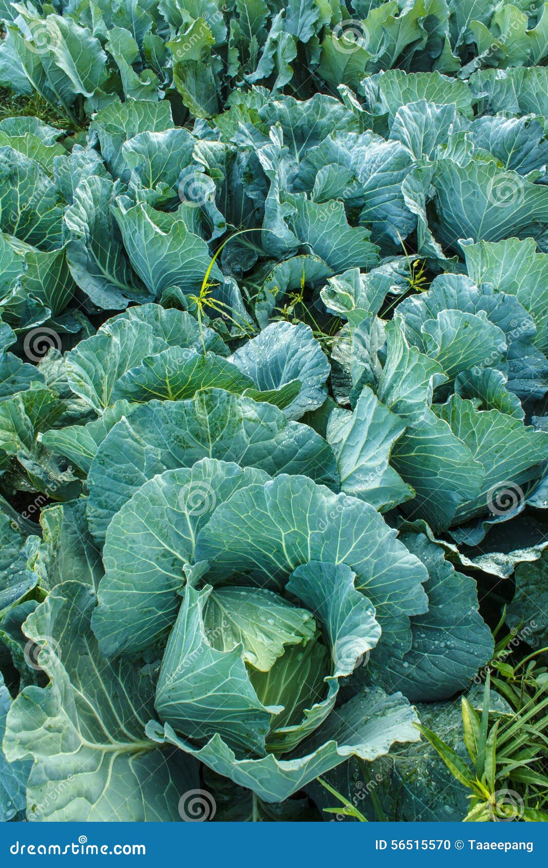 Kohl Im Garten, Nahaufnahme Stockfoto Bild von hinterhof, getreide