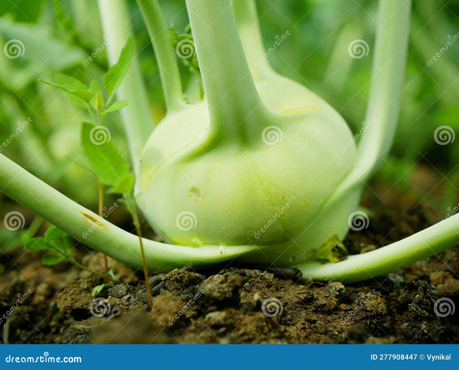 Kohlrabi Bioernte Anpflanzung Von Knollenwurzeln Bodenfruchtrübe Deutscher  Weiße Nahe Ernte Feld Ernte Stockbild - Bild von blatt, garten: 277908447