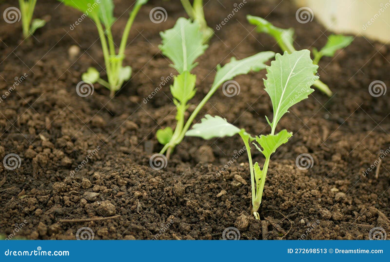 Setzlinge Salat 272698513 Anpflanzung Weiß von Wurzel wurzel: Feld Bio-Detail Junge Gewächshaus - Stockbild deutsch, Spinat Deutsch Knollen Kohlrabi Bild Reittier