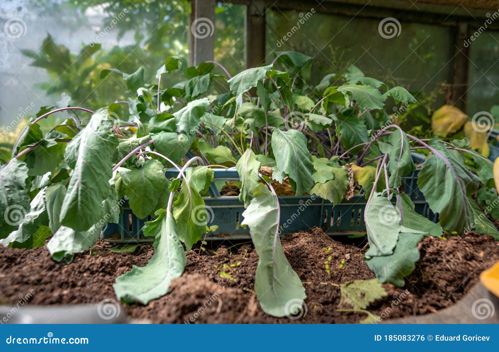 Kohlrabi Seedlings Photos - Free & Royalty-Free Stock Photos From Dreamstime