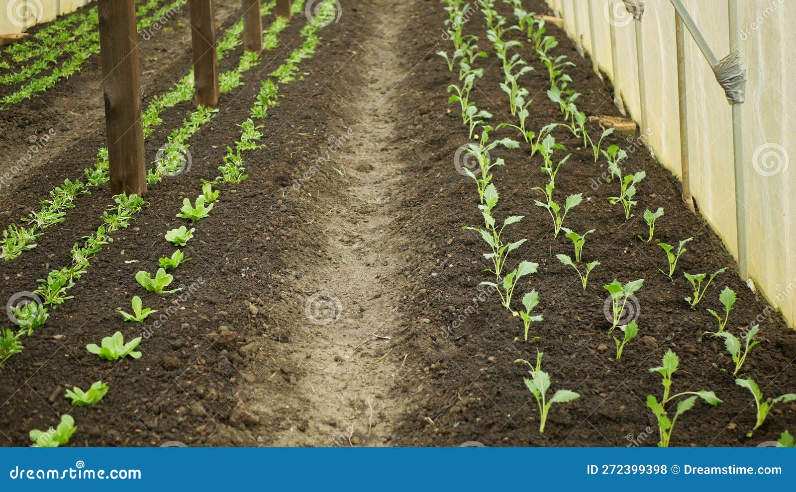 Kohlrabi Setzlinge Junge Pflanzung Knollen Bio-Detail Gewächshaus-Feld  Salat Spinat Wurzel Reittier Deutsch Weiß Stockfoto - Bild von wurzel,  betrieb: 272399398