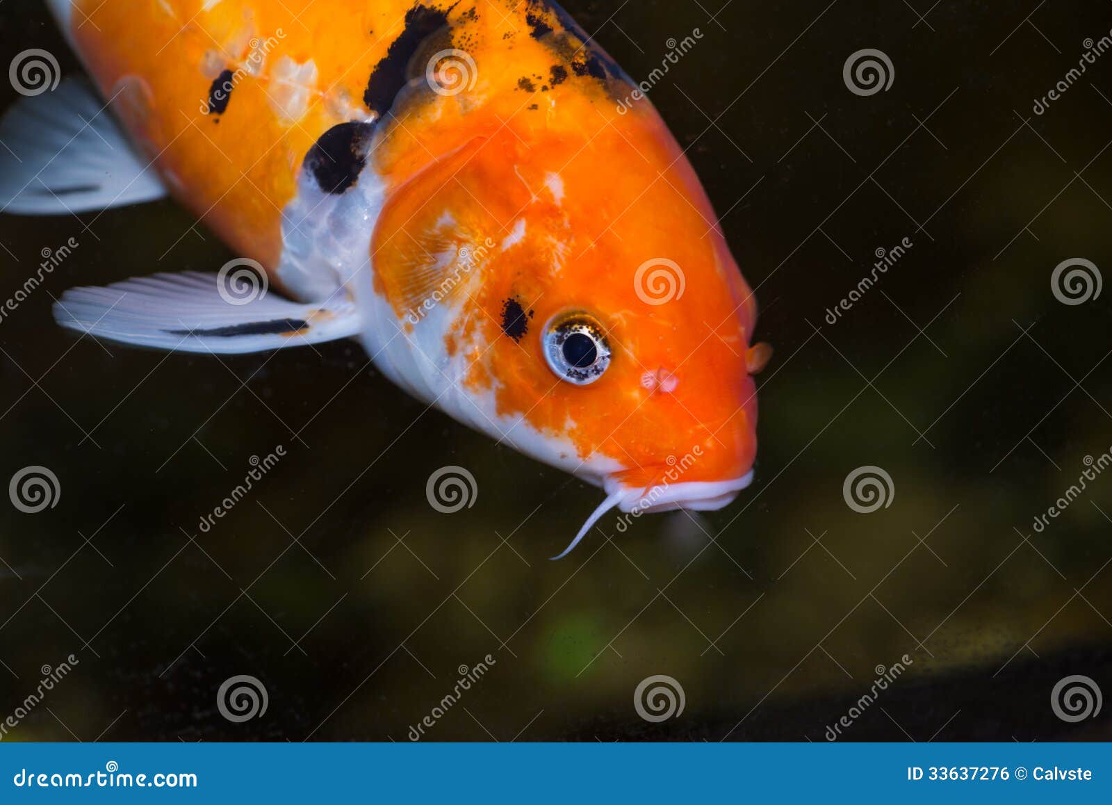 koi-carp-fish-close-up-colorful-33637276