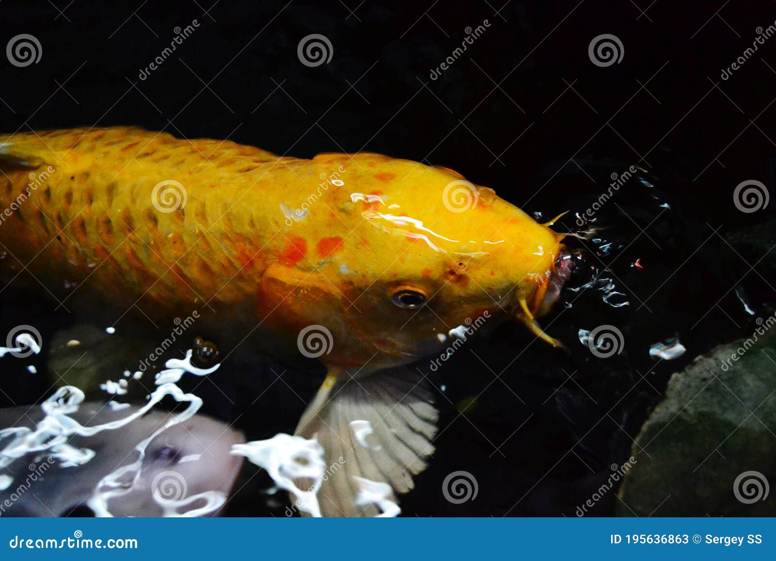Koi carp pond fish face stock image. Image of carp, invertebrate - 195636863