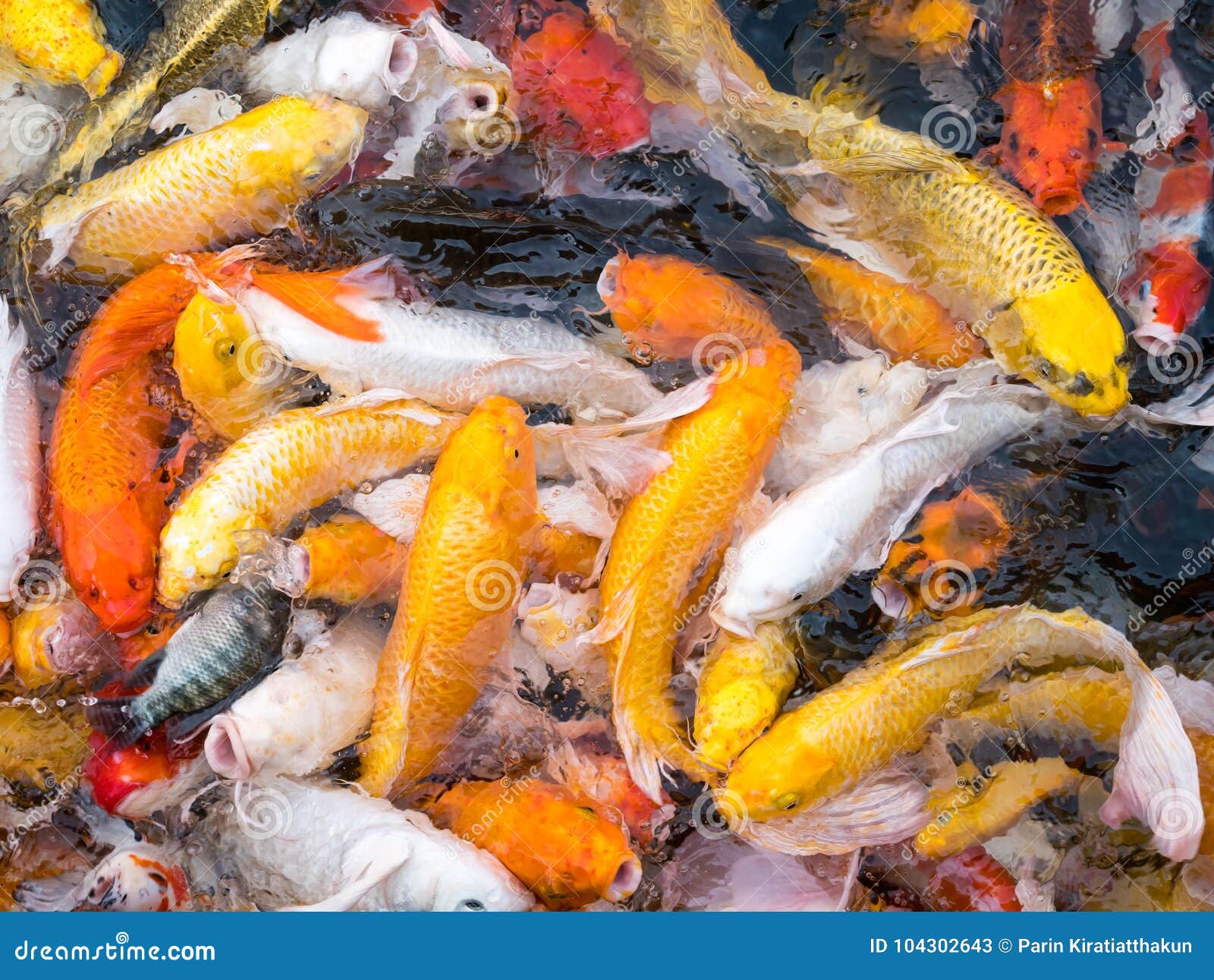 Koi Fische im Teich stockbild. Bild von frisch, japanisch 104302643