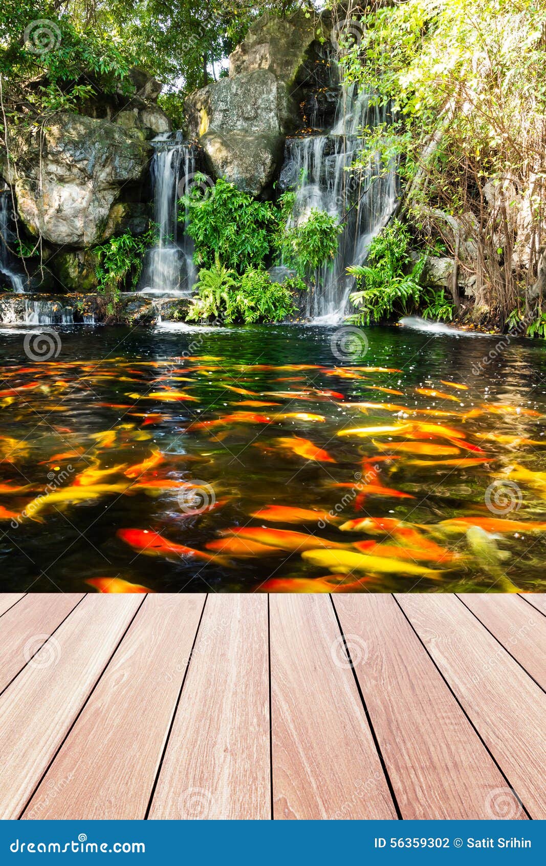 Koi Fische Im Teich am Garten Mit Einem Wasserfall Stockfoto Bild von