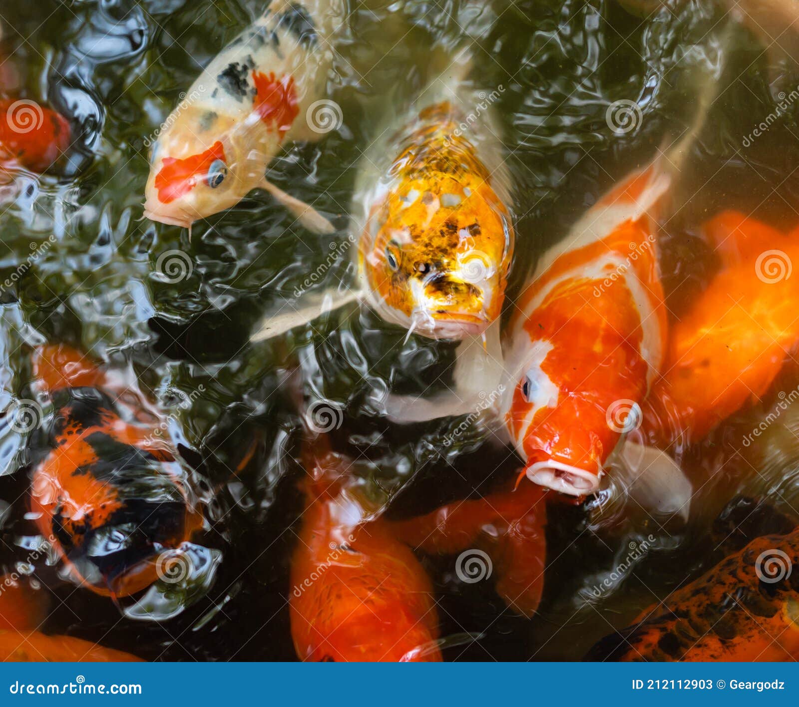 Koi Fische Oder Karpfenfische, Die Im Teich Schwimmen Stockbild Bild