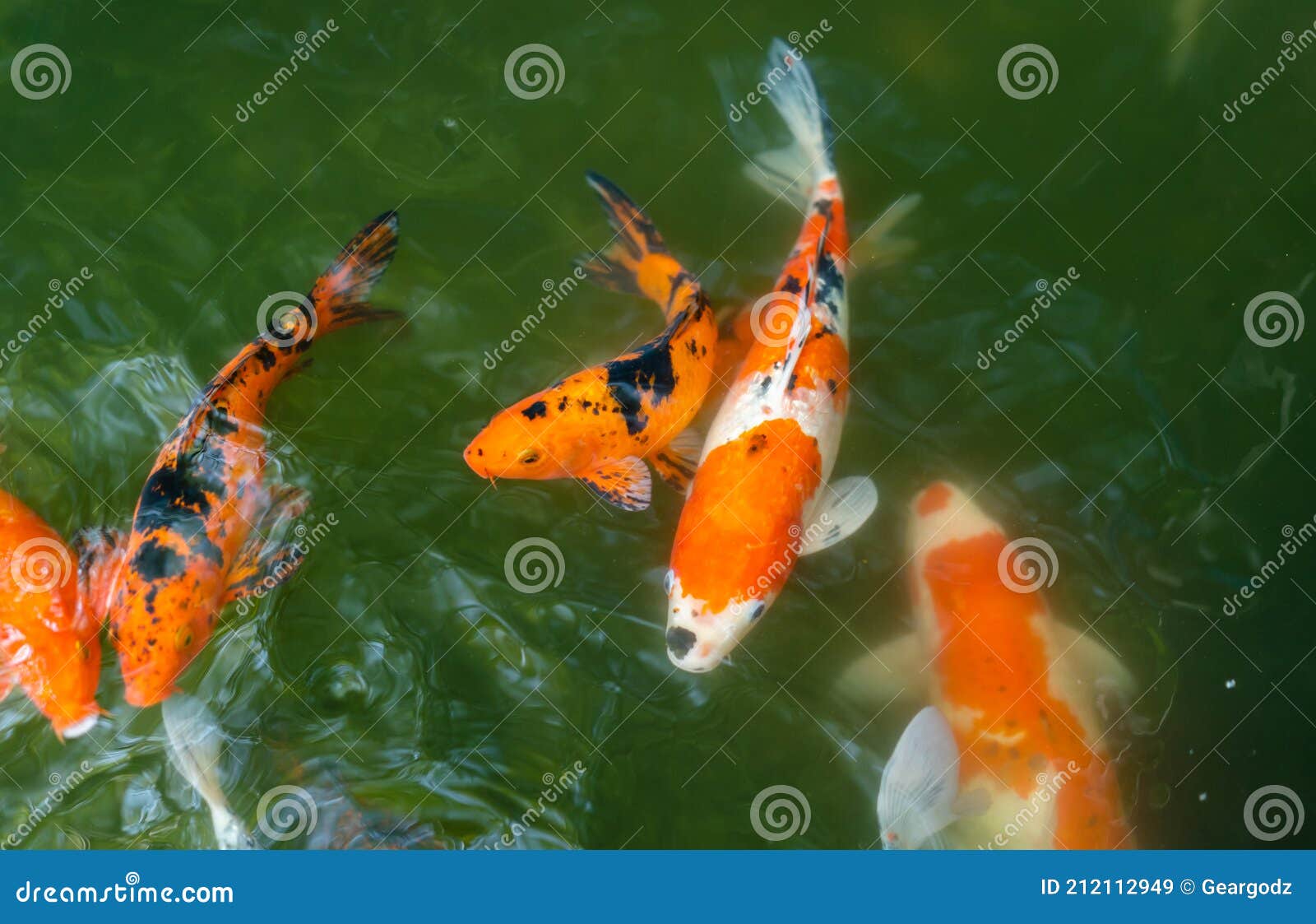 Koi Fische Oder Karpfenfische, Die Im Teich Schwimmen Stockbild Bild