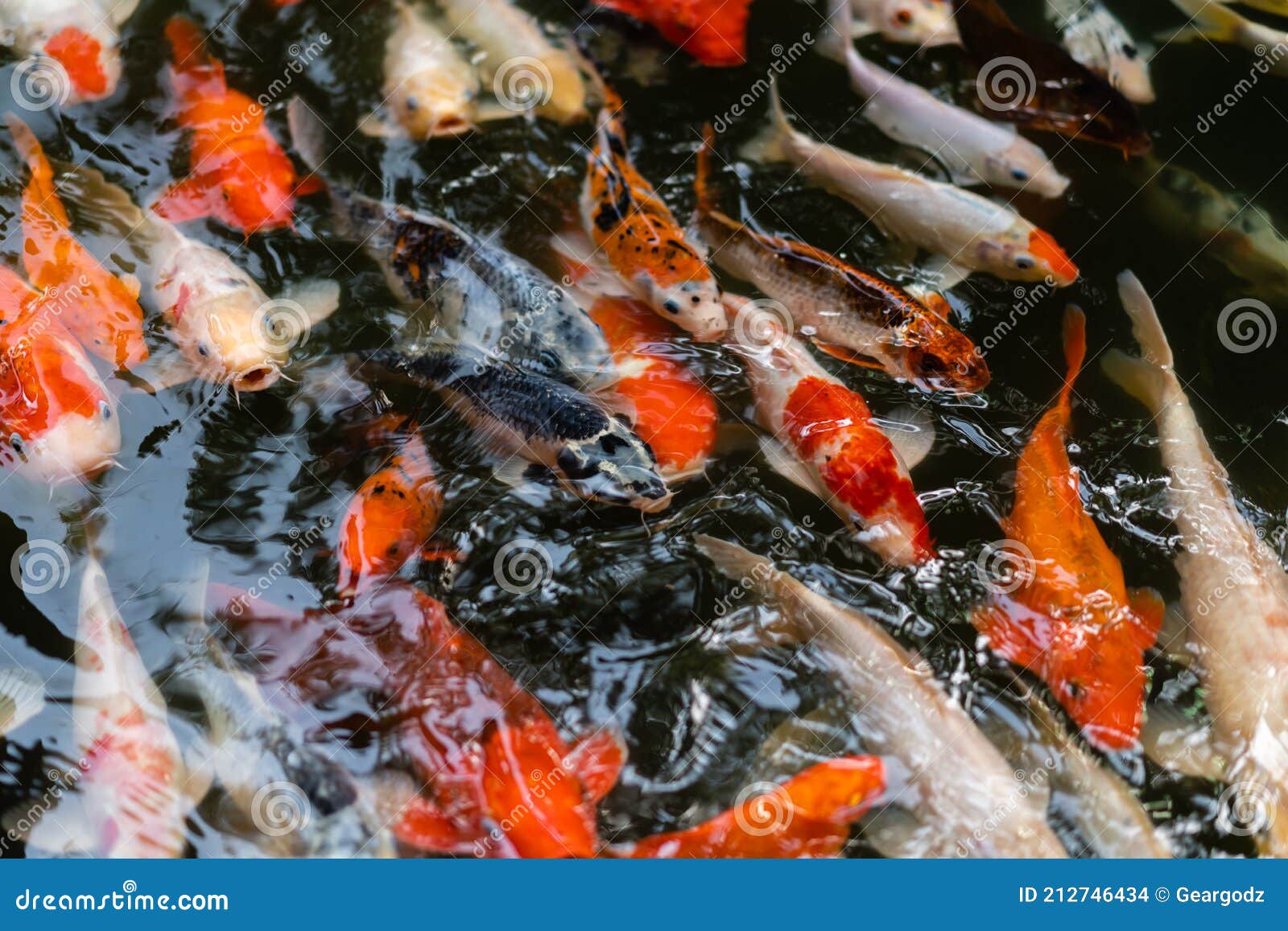 Koi Fische Oder Karpfenfische, Die Im Teich Schwimmen Stockfoto Bild