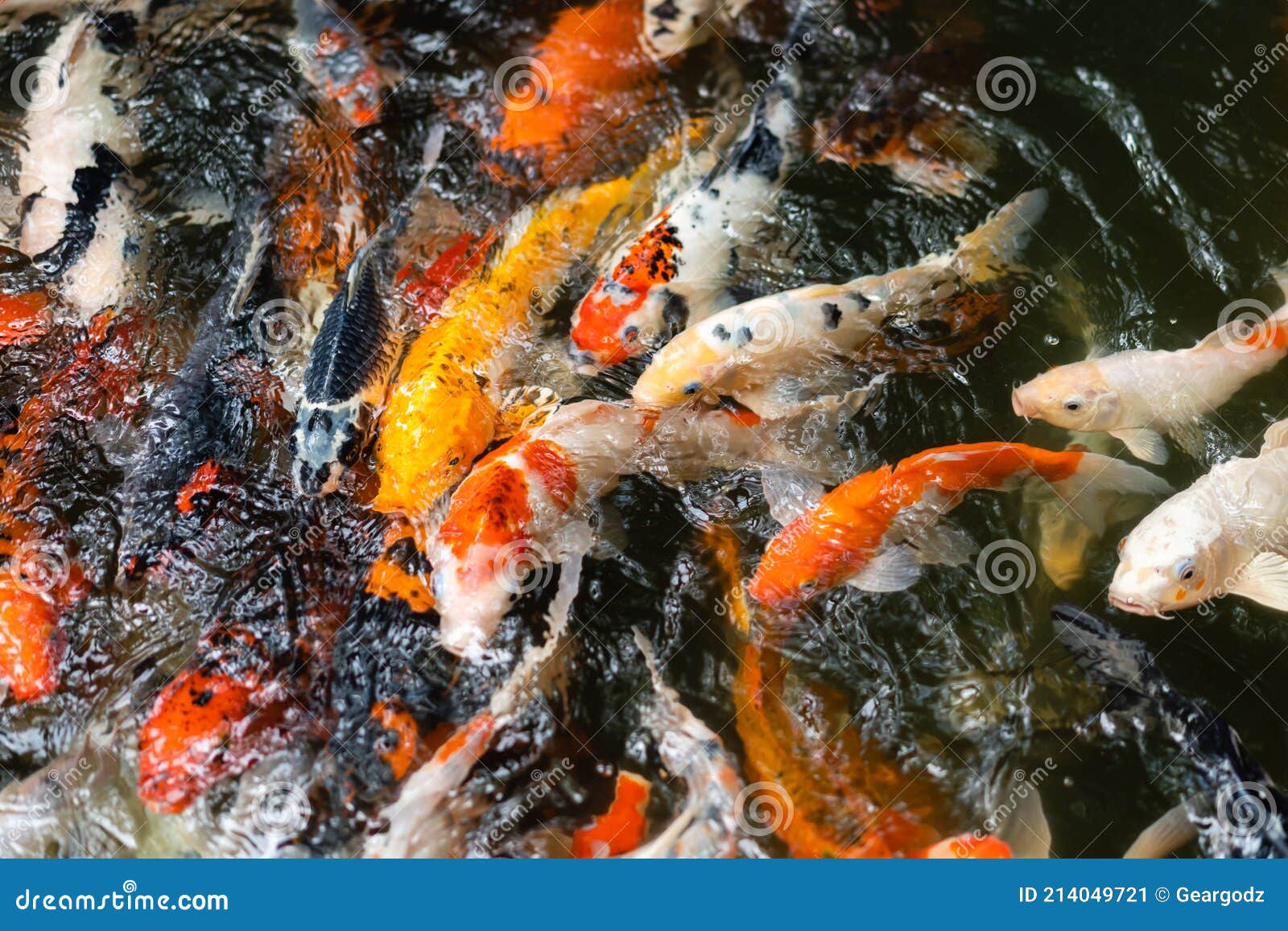 Koi Fische Oder Karpfenfische, Die Im Teich Schwimmen Stockbild Bild