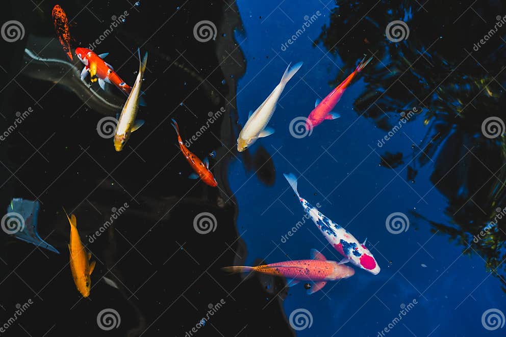 Koi Fische Schwimmen in Einem Teich Im Garten Stockfoto Bild von